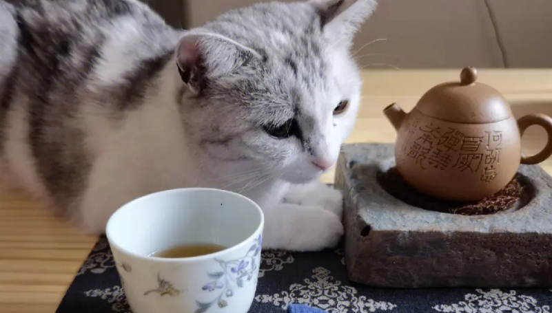 茉莉花茶是什么茶 茉莉花茶是什么茶