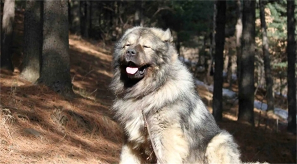 高加索犬战斗力怎么样
