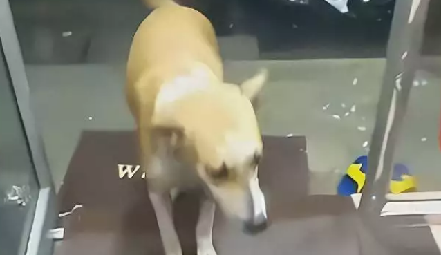 店主邀请流浪狗进来避雨，它却很“犹豫”，雨小点我就走