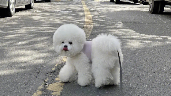 真后悔养了比熊犬