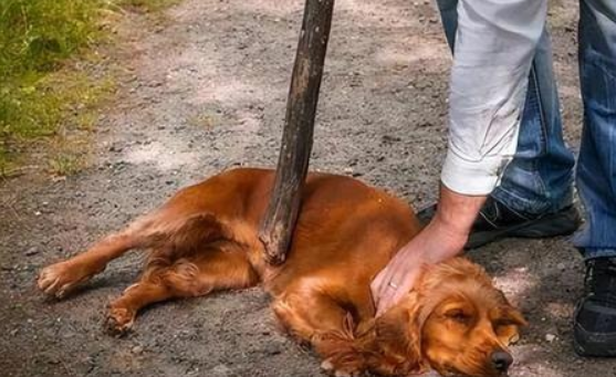 最新通报!伤人犬只主人被采取刑事强制措施