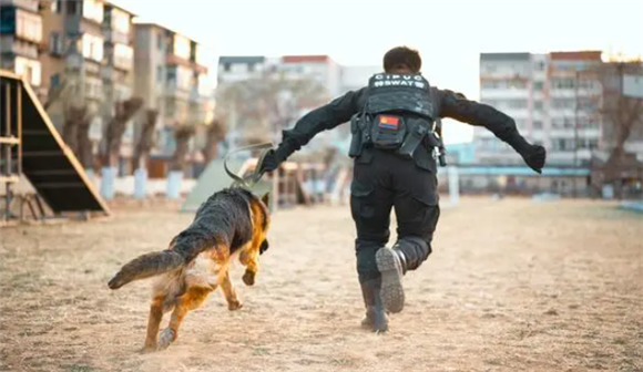 “警犬技术”专业毕业生：训练的狗狗会撒娇、偷懒，也要经过考核