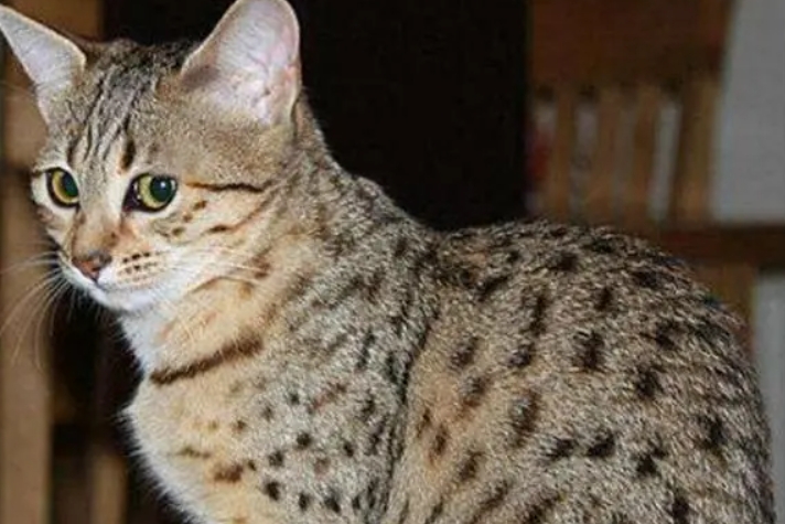 埃及猫好养吗 埃及猫好养吗