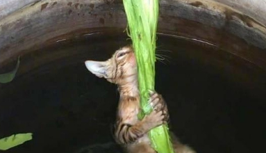 猫咪为了抓鱼不慎掉入鱼缸,抓着叶子当救命稻草,孤独弱小又无助 猫咪为了抓鱼不慎掉入鱼缸,抓着叶子当救命稻草,孤独弱小又无助