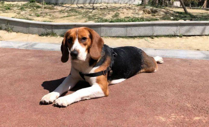 比格犬为什么不好养