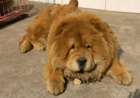 松狮犬有小型的吗
