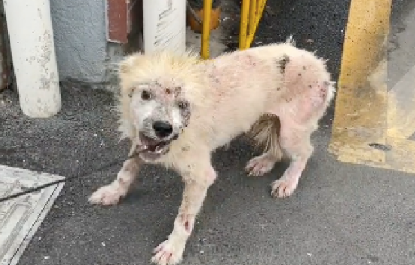 狗狗被送养半年后，志愿者差点没认出它，乖巧懂事的它性情大变