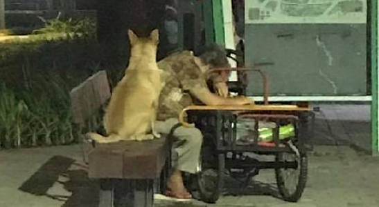 奶奶走累了在路边休息,狗狗靠在一旁样子超紧张,“阿婆你没事吧!” 奶奶走累了在路边休息,狗狗靠在一旁样子超紧张,“阿婆你没事吧!”