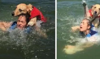 “沙雕”狗子犯起傻来真是让人猝不及防！一天的笑点全被你们承包