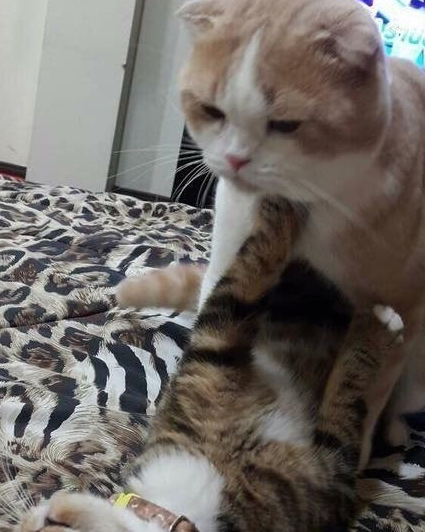 二猫相斗，狸猫被扑倒：我叫人啦？橘猫：你叫破喉咙都没人来救你