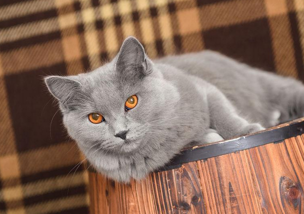 夏特尔猫是否粘人 夏特尔猫形态特征 夏特尔猫是否粘人 夏特尔猫形态特征