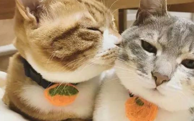 猫妈妈难产生下了三只猫崽，可猫爸独宠一只，把猫妈气炸！