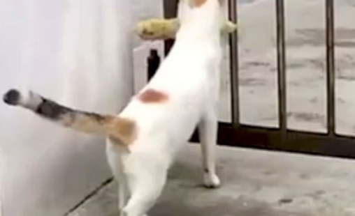 猫偷玉米回家，一直进不去大门，于是它坐下来冷静10秒钟之后…… 