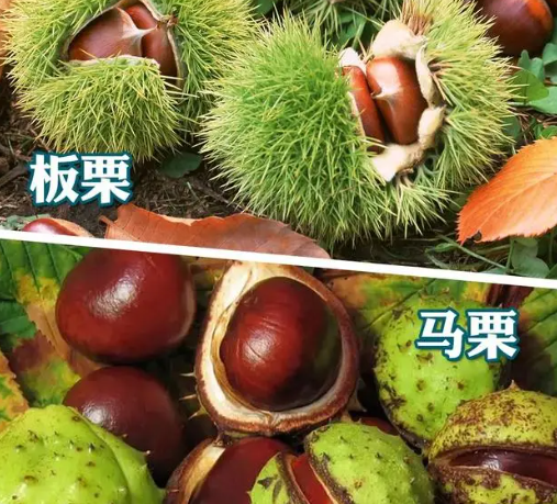 剧毒章鱼差点下锅?这些易混淆食物千万要注意! 剧毒章鱼差点下锅?这些易混淆食物千万要注意!