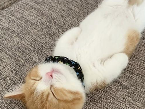 网友们怎么也想不明白,一只小猫的睡姿如此奇怪