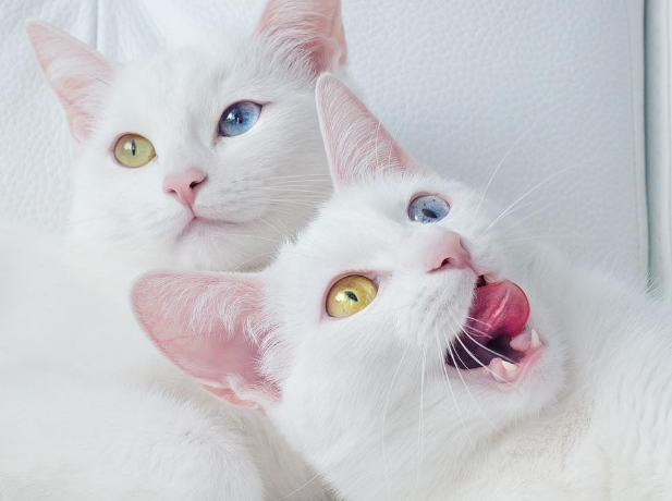 猫咪异瞳是怎么回事?来看看吧 猫咪异瞳是怎么回事?来看看吧