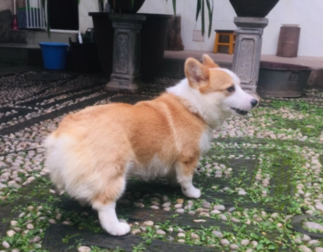 柯基为什么见谁都亲 柯基为什么见谁都亲
