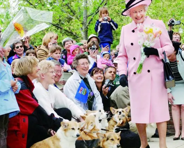 89年前就结缘王室！柯基犬英国受宠几十年