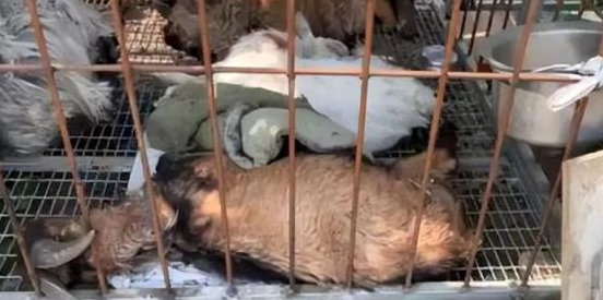 河南洛阳4条狼青犬咬死数十只羊，村民：正在寻找狗主人