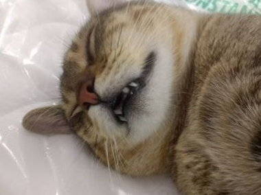 我家猫的睡相太丑了,丑到想哭! 我家猫的睡相太丑了,丑到想哭!