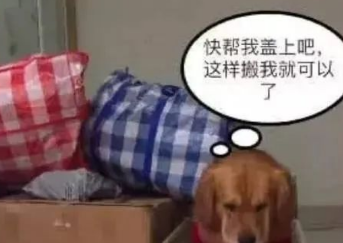 主人搬家忙得不行,金毛以为自己要被抛弃,把自己打包起来 主人搬家忙得不行,金毛以为自己要被抛弃,把自己打包起来