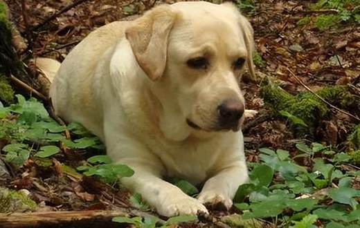 养犬人群日渐增多 多方协力探索规范养狗的正确姿势