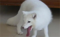 狐狸喜欢吃什么