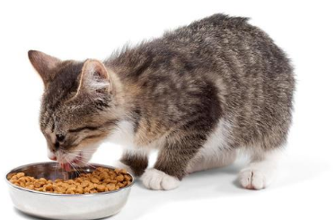 佩格瑞斯猫粮好不好 佩格瑞斯猫粮好不好