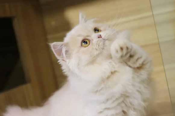 米努特是啥档次的猫，米努特是什么品种的猫多少钱