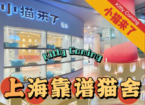 上海哪里买猫靠谱 | 推荐猫舍 | 小猫来了 上海哪里买猫靠谱 | 推荐猫舍 | 小猫来了