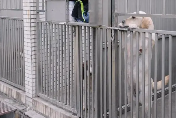 一条警犬的养成｜身边的动物