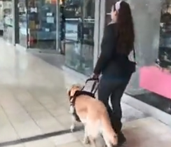 原来导盲犬也有小心机：把盲眼主人拐进了宠物店买零食...