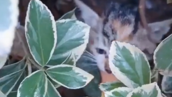 网友在绿化带中，救出一只小奶猫，从此开启了幸福猫生