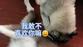 家中两只二哈闹得正欢,铲屎官竟然拿两只二哈玩起“段子”来! 家中两只二哈闹得正欢,铲屎官竟然拿两只二哈玩起“段子”来!