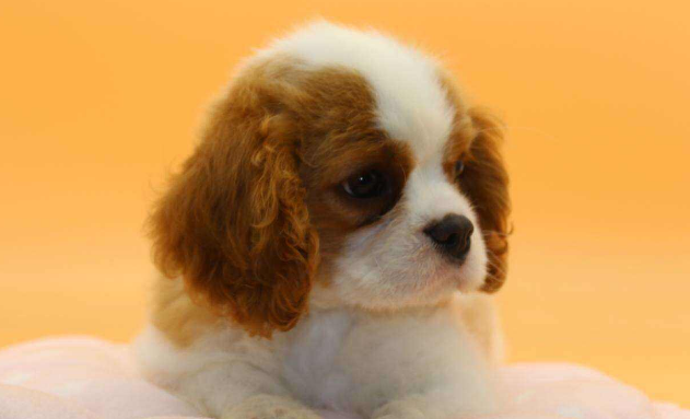 查理王小猎犬禁养吗