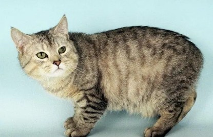 曼岛无尾猫掉毛吗? 曼岛无尾猫掉毛吗?