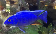 可以养的海洋生物