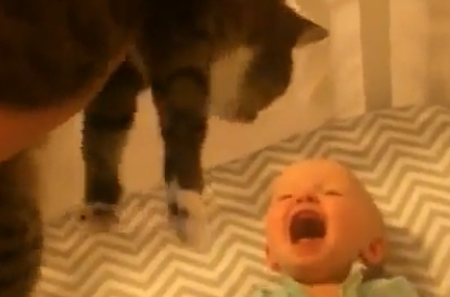 猫咪和小宝宝的第一次会面太萌了!这是在培养第二代铲屎官吗? 猫咪和小宝宝的第一次会面太萌了!这是在培养第二代铲屎官吗?