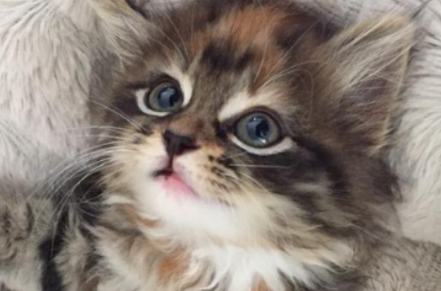 曼岛无尾猫饲养方法 曼岛无尾猫饲养方法