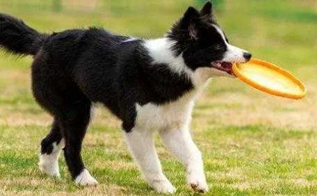 边牧幼犬多少钱一只纯种市场价