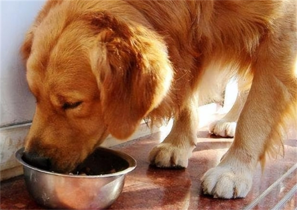 金毛犬价格多少钱