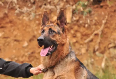 德牧和昆明犬哪个好 德牧和昆明犬哪个好