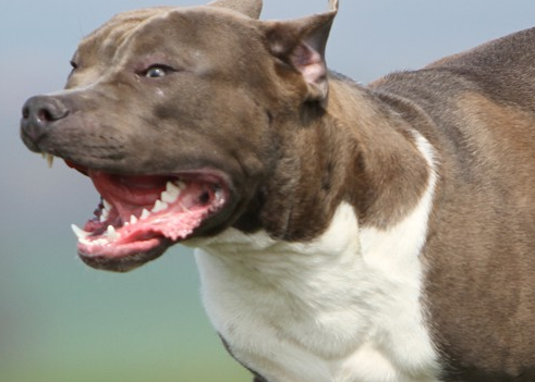 斯塔福郡斗牛梗的日常护理 该犬易有体味 斯塔福郡斗牛梗的日常护理 该犬易有体味