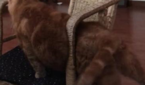 猫咪卡在凳子上,惨遭嫌弃,下一秒的举动让主人顿时不淡定了 猫咪卡在凳子上,惨遭嫌弃,下一秒的举动让主人顿时不淡定了