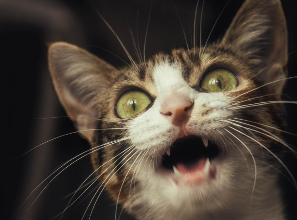 我养的哪里是猫咪啊，这分明是个憨憨！