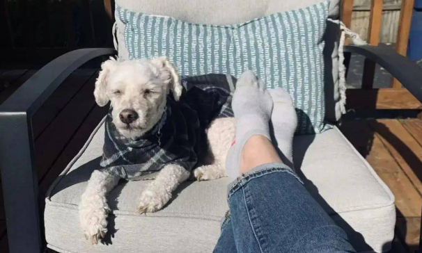 美容店接狗，发现狗子的口气很清新，铲屎官慌了：还我口臭爱犬！