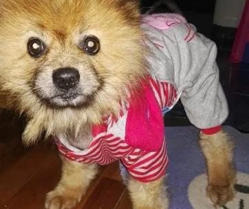 德丰Dog's life:打造爱宠人士的优质宠物用品 德丰Dog's life:打造爱宠人士的优质宠物用品