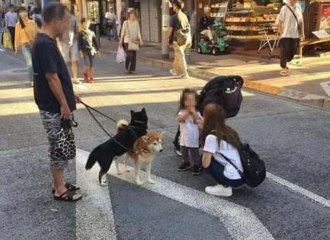 东京网红柴犬解锁出门散步新姿势,只是这也太费同伴了吧 东京网红柴犬解锁出门散步新姿势,只是这也太费同伴了吧