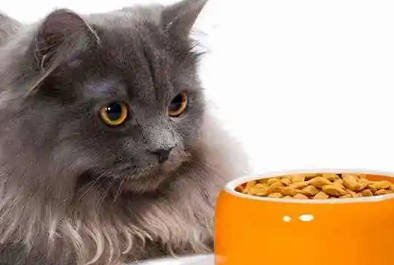 博特菲力猫粮怎么样