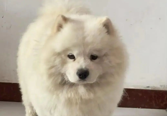 主人说她家萨摩长得有点儿潦草,大家一看笑喷 主人说她家萨摩长得有点儿潦草,大家一看笑喷